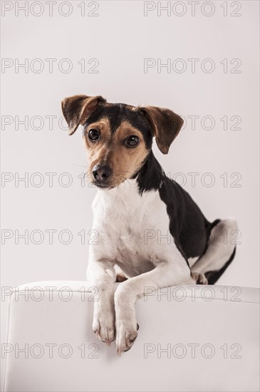 Danish Swedish Farmdog lying on a stool