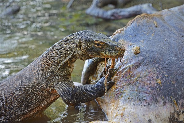 Komodo Dragon (Varanus komodoensis) feeding on the carcass of a buffalo that died in the mangrove area