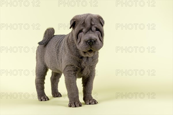 Shar Pei puppy