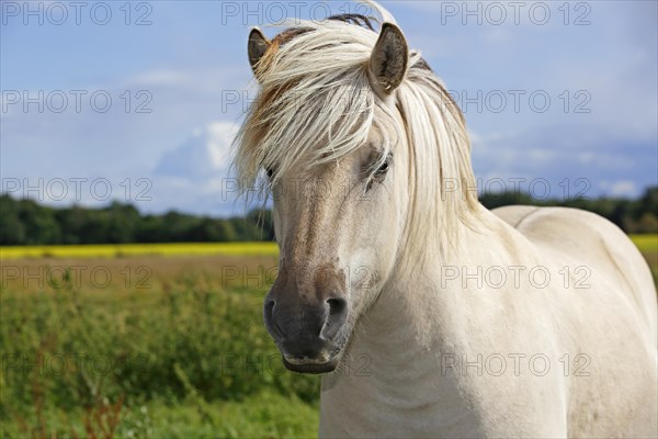 Fjord horse