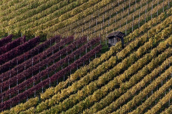 Vineyard in autumn colours