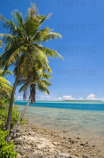 Coast and coral reef