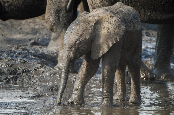 African Elephant (Loxodonta africana)