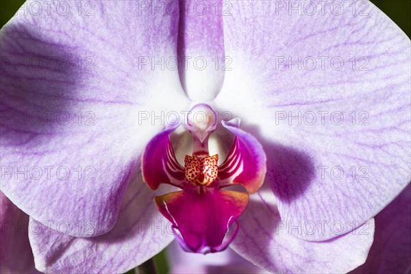Close up of a purple blossom of an Orchid (Phalaenopsis)