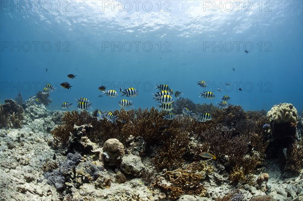 Scissortail Sergeants (Abudefduf sexfasciatus) in the coral reef off Menjangan