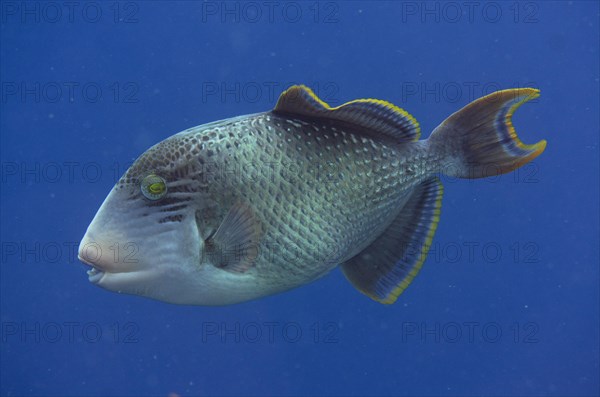 Yellowmargin Triggerfish (Pseudobalistes flavimarginatus)