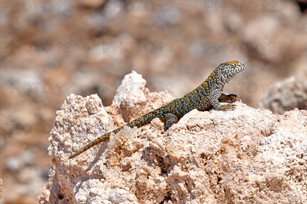 Fabian's lizard (Liolaemus fabiani)