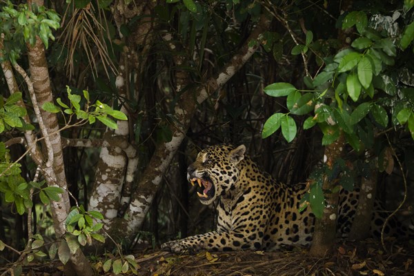 Jaguar (Panthera onca)