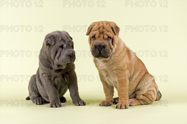 Two Shar-Pei puppies