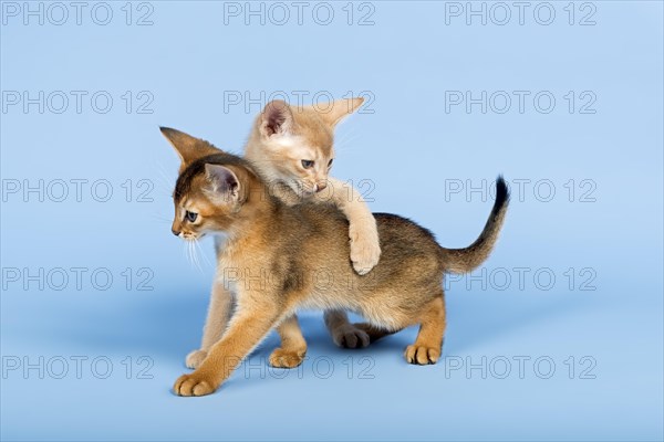 Two Abyssinian kittens