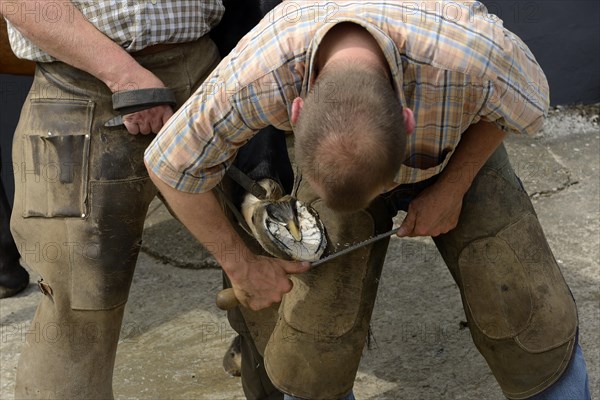 Farrier shoeing a horse