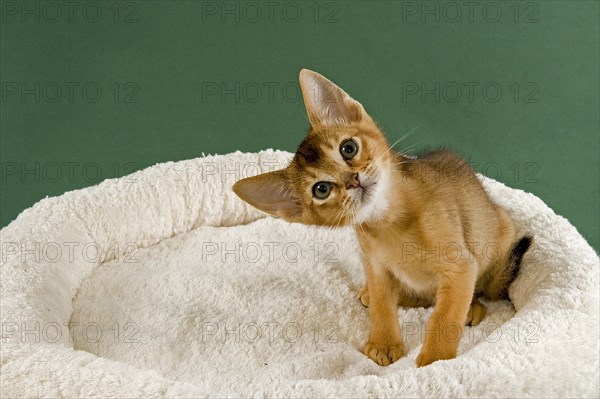 Abyssinian Kitten