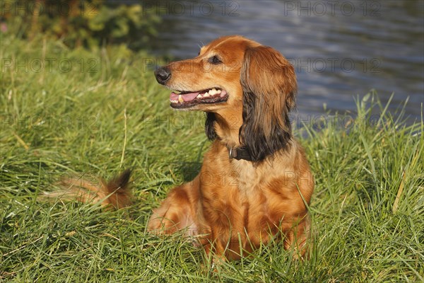 Long-haired dachshund