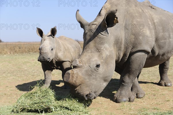White Rhinos (Ceratotherium simum) being fed during the dry season
