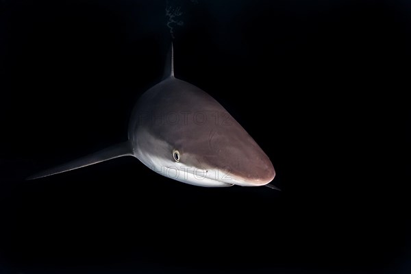 Silky Shark (Carcharhinus falciformis)