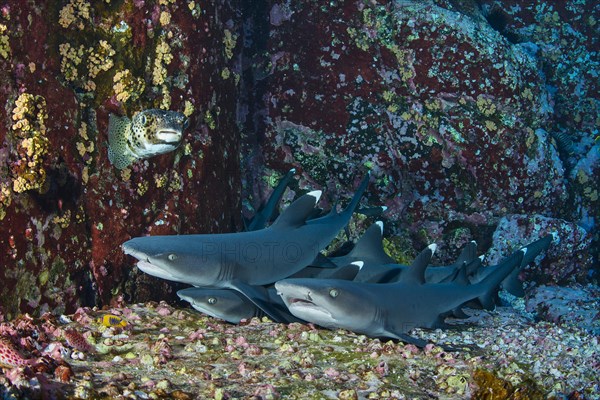 Whitetip Reef Sharks (Triaenodon obesus) at their resting place