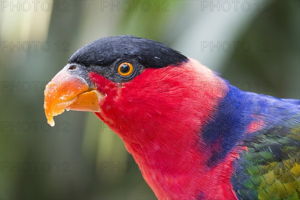 Black-capped Lory (Lorius lory)