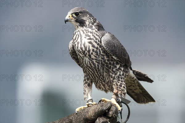 Saker Falcon (Falco cherrug)