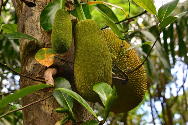 Jackfruits