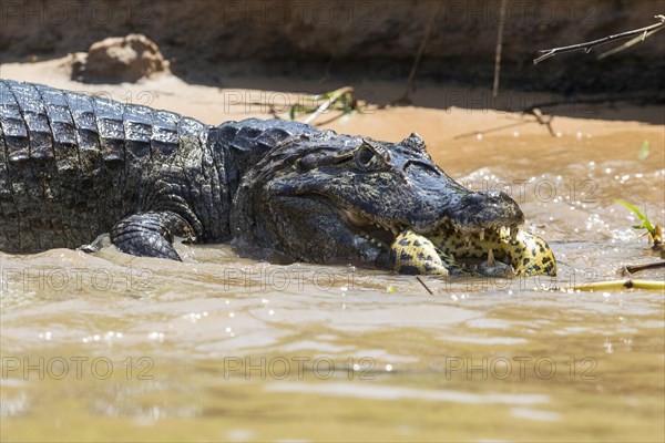 Paraguayan Caiman (Caiman yacare) adult