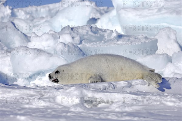 Harp Seal or Saddleback Seal (Pagophilus groenlandicus