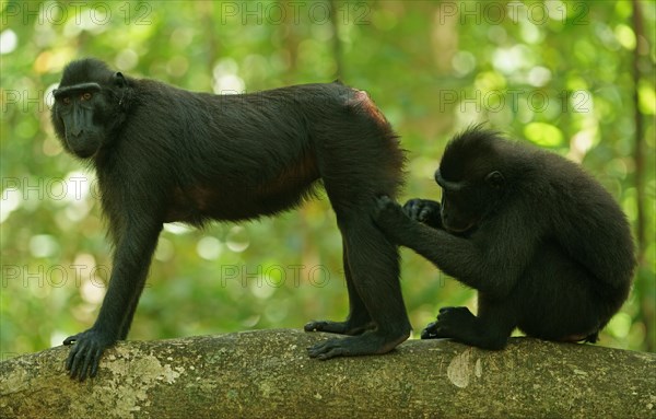 Two Celebes Crested Macaques (Macaca nigra)