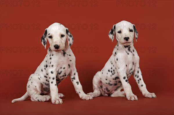 Two Dalmatian puppies