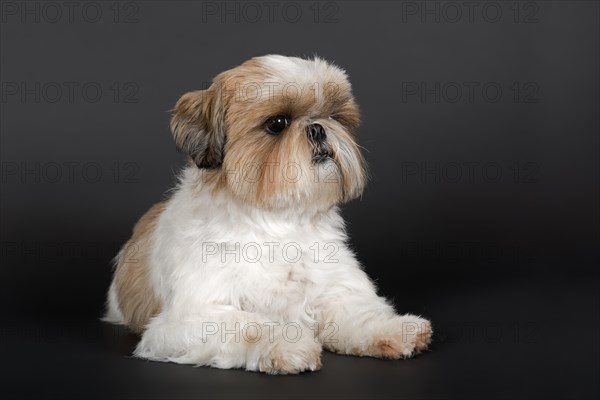 Shih Tzu