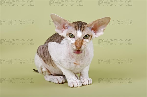 Peterbald cat