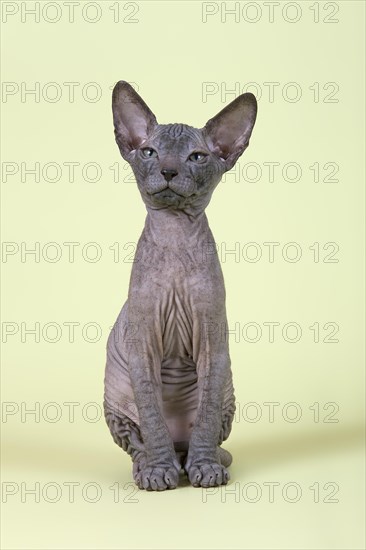 Don Sphynx kitten