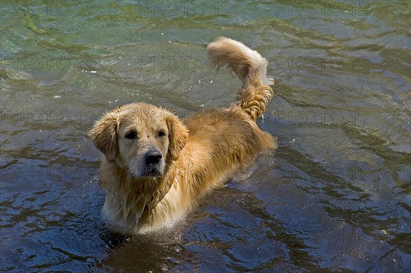 Dog in Gruner See or Green Lake