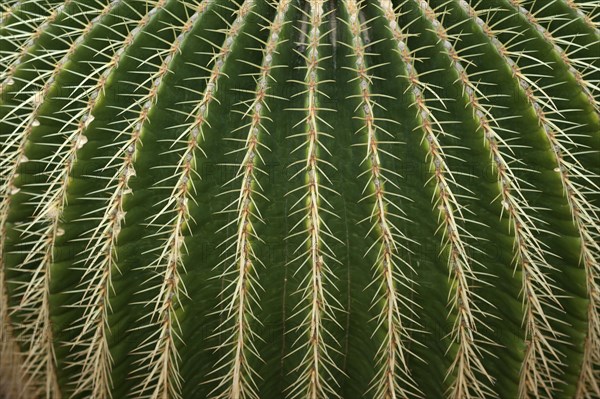 Golden Barrel Cactus (Echinocactus grusonii)