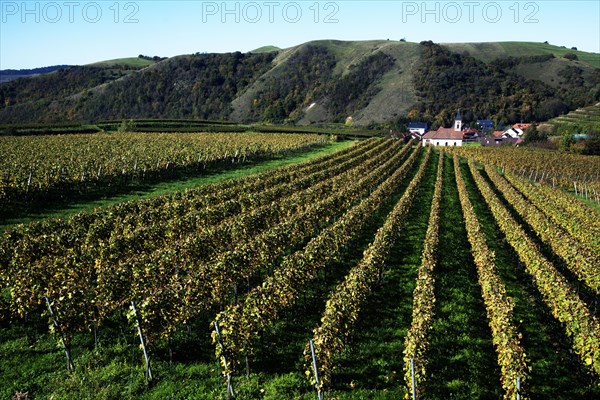 Romanus Church surrounded by vineyards