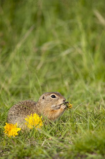 European Ground Squirrel or European Souslik (Spermophilus citellus)