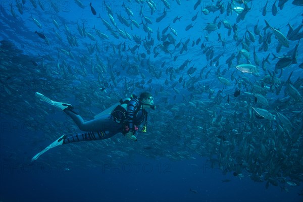 Female diver watching a school of Bigeye Trevallies (Caranx sexfasciatus)