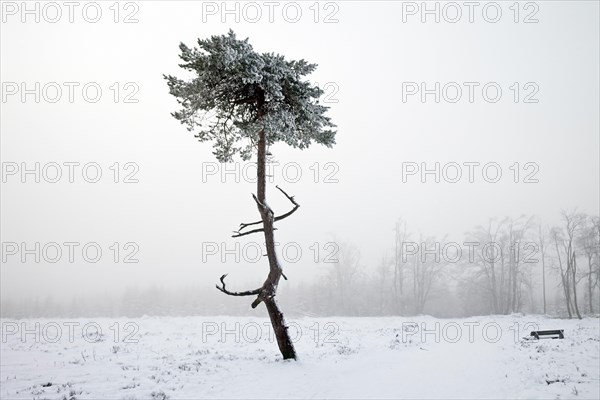 A pine tree in the fog