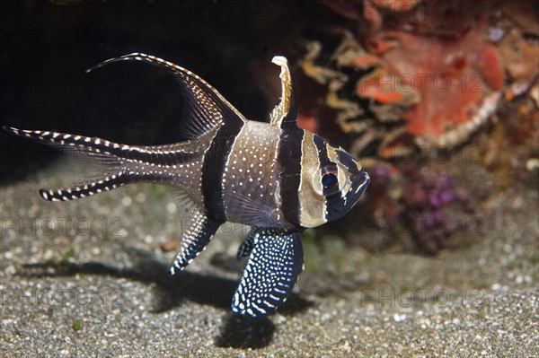 Banggai cardinalfish (Pterapogon kauderni)