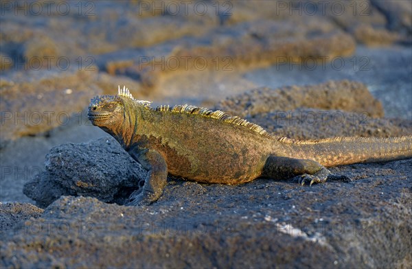 Marine Iguana (Amblyrhynchus cristatus)