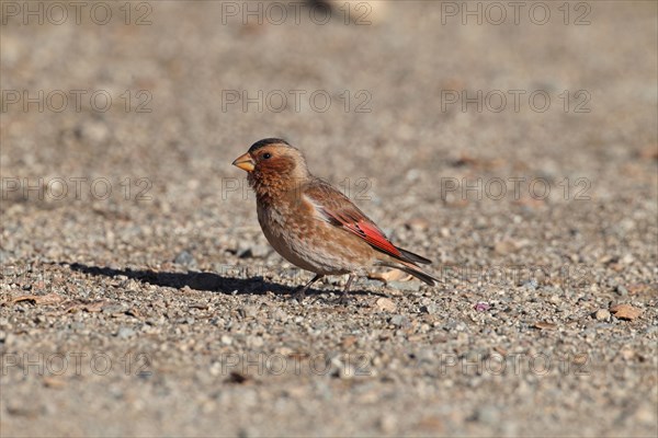 African Crimson-winged Finch (Rhodopechys alienus) adult male