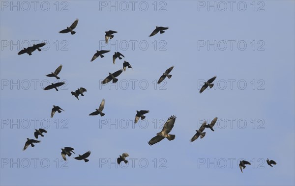 Common Buzzard (Buteo buteo)