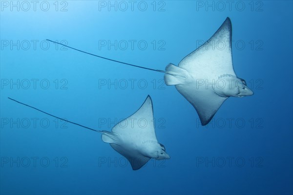 Two Spotted Eagle Rays (Aetobatus narinari)