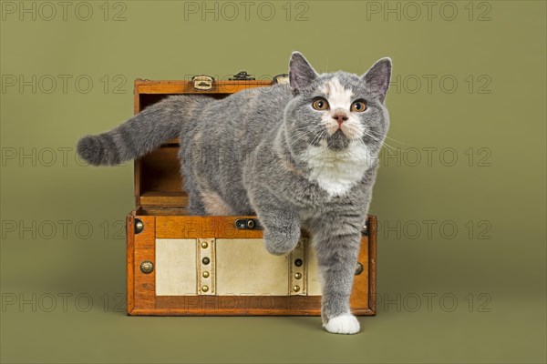 British Shorthair kitten