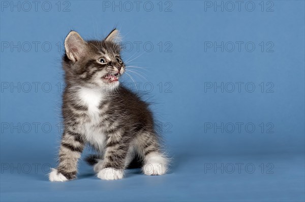 Siberian Forest kitten