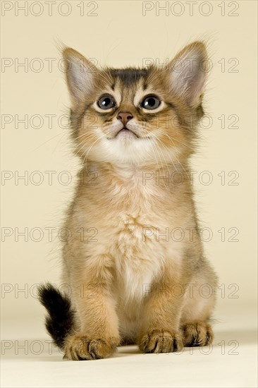 Somali kitten