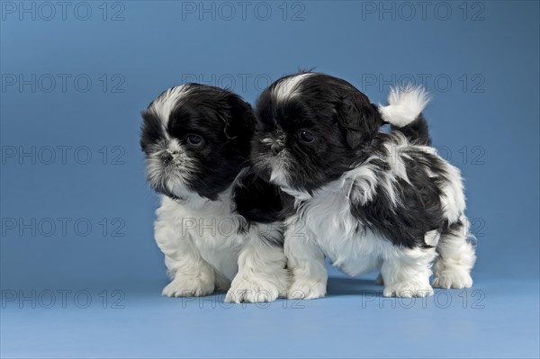 Two Shih Tzu puppies