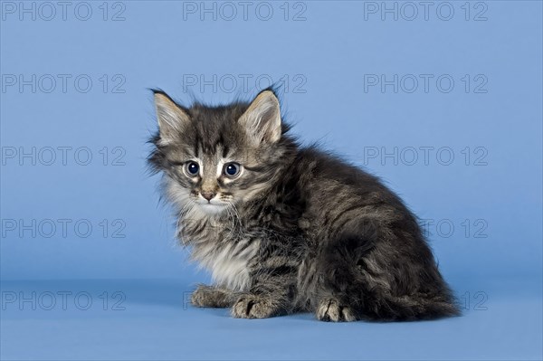 Norwegian Forest Cat