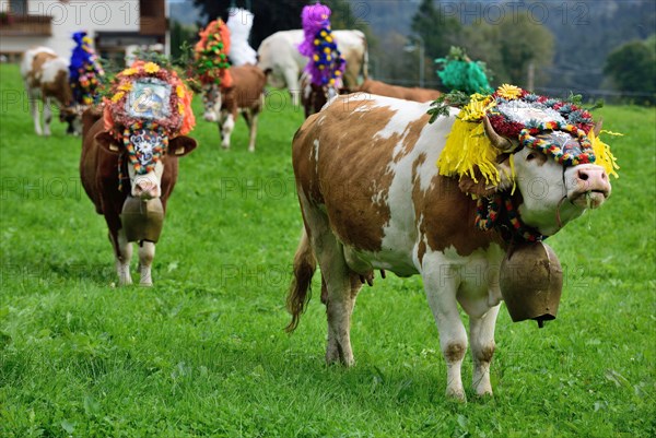 Simmental cattle (Bos primigenius taurus) on pasture after alp returning with traditional headdress