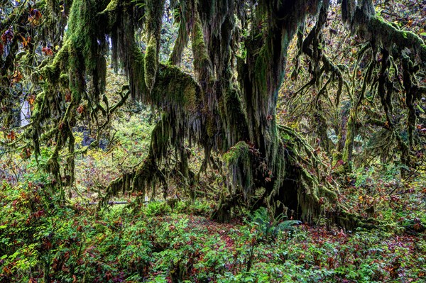 Hoh Rainforest