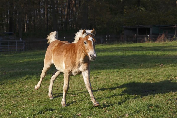 Haflinger horse