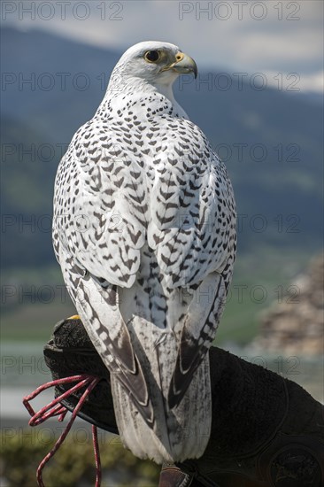 Gyrfalcon (Falco rusticolus)